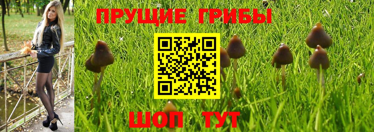 Псилоцибиновые грибы GOLDEN TEACHER  где купить наркотик  Нальчик  Вход с VPN 