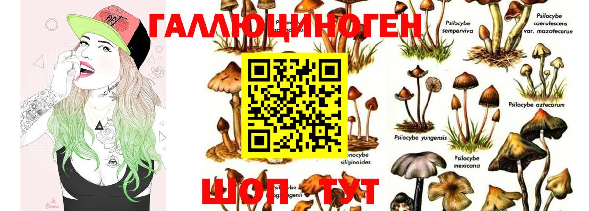 Галлюциногенные грибы Psilocybe Нальчик